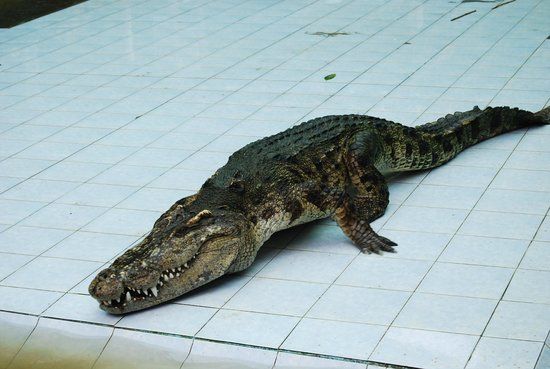 Samui Crocodile Farm